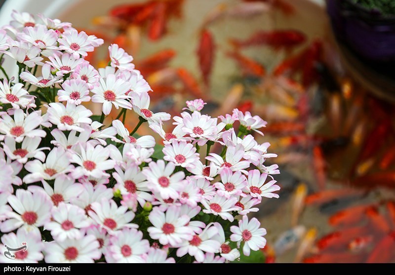 بازار سنندج در آستانه سال 1404