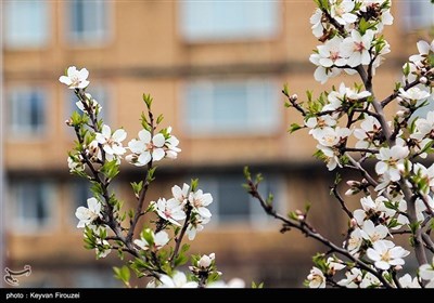 Весенняя природа Ирана - город Сенендедж