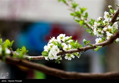 Весенняя природа Ирана - город Сенендедж