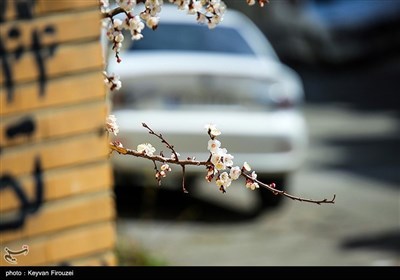 Весенняя природа Ирана - город Сенендедж