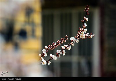 Весенняя природа Ирана - город Сенендедж