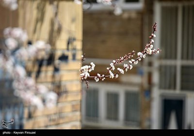 Весенняя природа Ирана - город Сенендедж