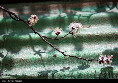 Весенняя природа Ирана - город Сенендедж