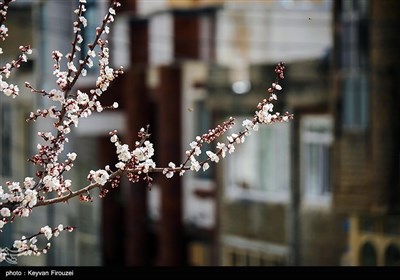 Весенняя природа Ирана - город Сенендедж