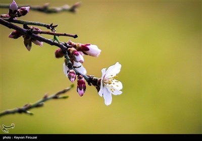 Весенняя природа Ирана - город Сенендедж