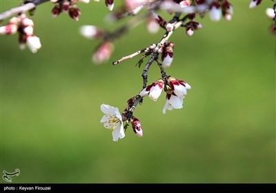 Весенняя природа Ирана - город Сенендедж
