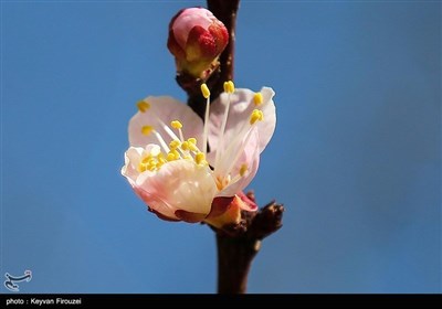 Весенняя природа Ирана - город Сенендедж