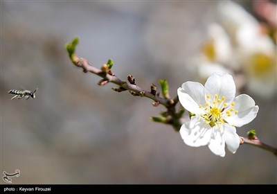 Весенняя природа Ирана - город Сенендедж