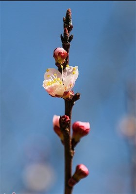 Весенняя природа Ирана - город Сенендедж
