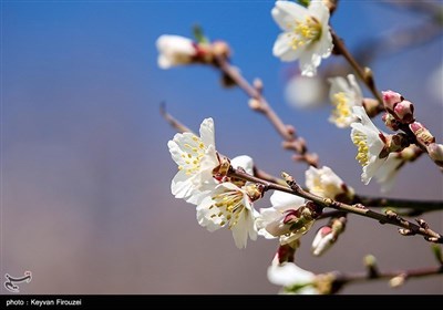 Весенняя природа Ирана - город Сенендедж