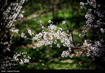 Весенняя природа Ирана - город Сенендедж