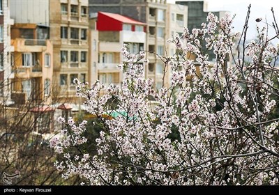 Весенняя природа Ирана - город Сенендедж