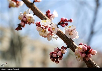 Весенняя природа Ирана - город Сенендедж