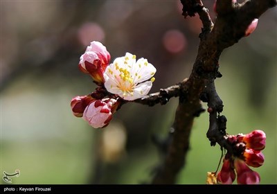 Весенняя природа Ирана - город Сенендедж