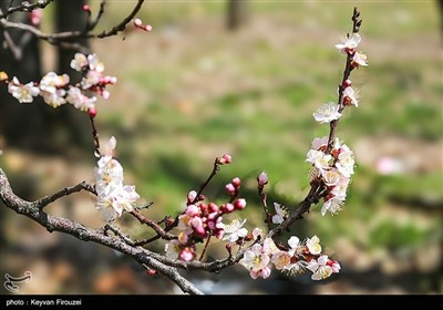 Весенняя природа Ирана - город Сенендедж