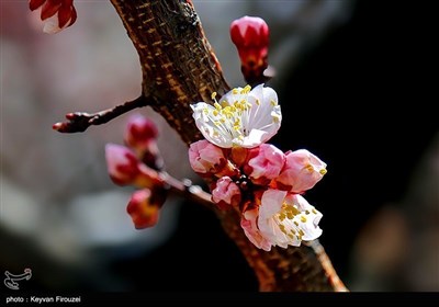 Весенняя природа Ирана - город Сенендедж