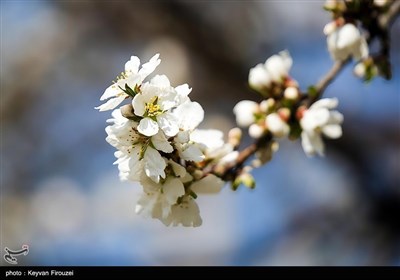 Весенняя природа Ирана - город Сенендедж