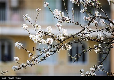 Весенняя природа Ирана - город Сенендедж