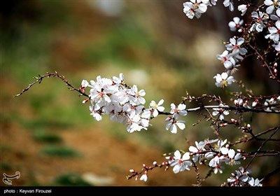 Весенняя природа Ирана - город Сенендедж