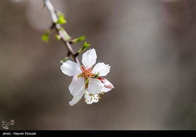 Весенняя природа Ирана - город Сенендедж