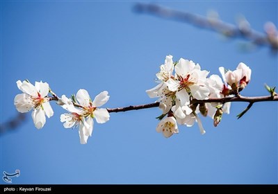 Весенняя природа Ирана - город Сенендедж