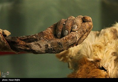 موزه باستان شناسی و مردان نمکی - زنجان