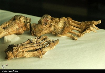 موزه باستان شناسی و مردان نمکی - زنجان