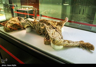 موزه باستان شناسی و مردان نمکی - زنجان