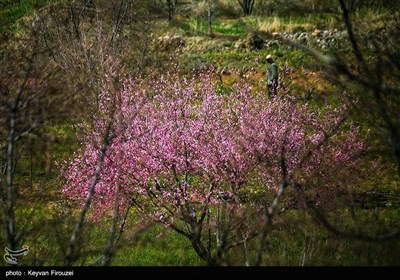 بهار دل انگیز کردستان