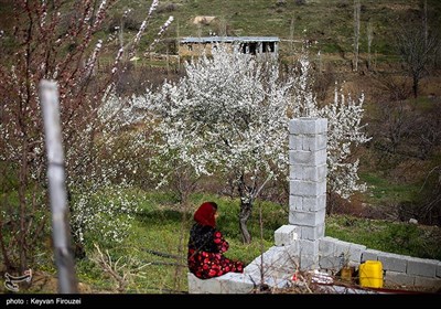 بهار دل انگیز کردستان