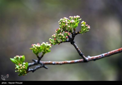 بهار دل انگیز کردستان