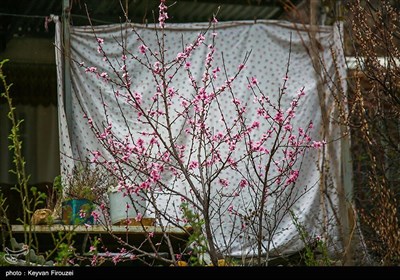 بهار دل انگیز کردستان