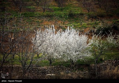 بهار دل انگیز کردستان