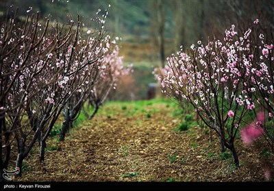 بهار دل انگیز کردستان