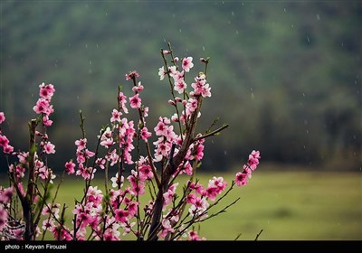بهار دل انگیز کردستان