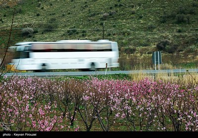 بهار دل انگیز کردستان