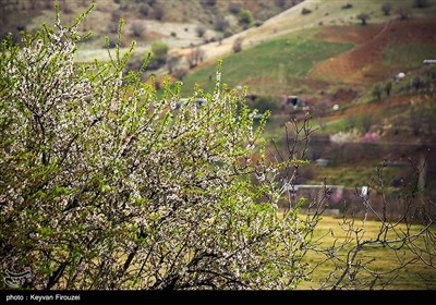 بهار دل انگیز کردستان