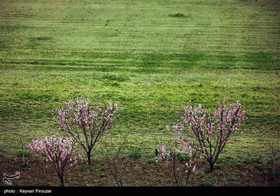 بهار دل انگیز کردستان
