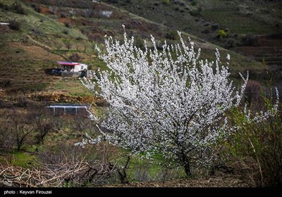 بهار دل انگیز کردستان