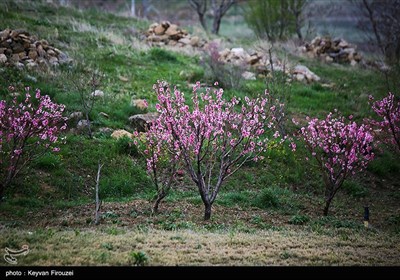 بهار دل انگیز کردستان