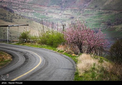 بهار دل انگیز کردستان