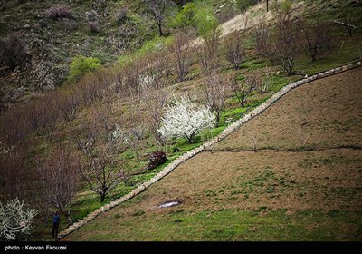 بهار دل انگیز کردستان