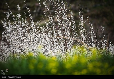 بهار دل انگیز کردستان