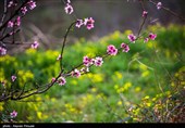 بهار دل انگیز کردستان