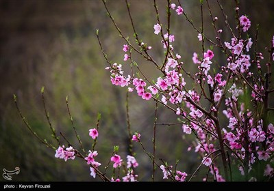 بهار دل انگیز کردستان