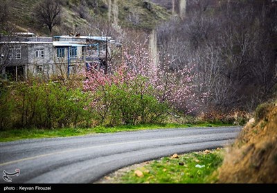 بهار دل انگیز کردستان