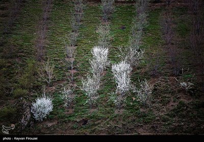 بهار دل انگیز کردستان