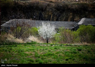 بهار دل انگیز کردستان