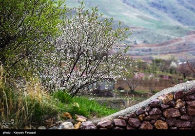 بهار دل انگیز کردستان
