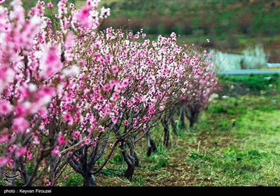 بهار دل انگیز کردستان